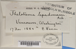 Thelotrema lepadinum image
