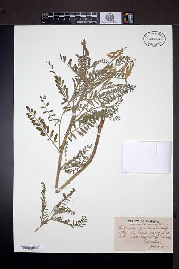Astragalus drummondii image