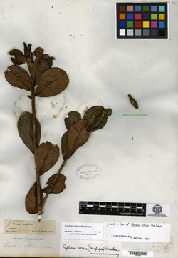Image of Gordonia villosa
