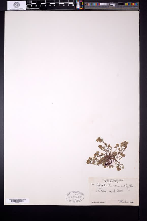 Cryptantha micrantha image