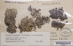 Xanthoparmelia stenophylla image