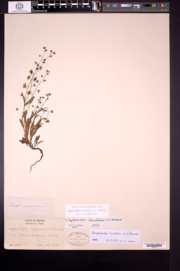 Omphalodes linifolia image