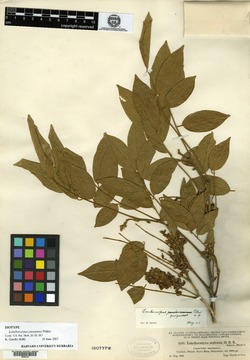 Image of Lonchocarpus purpureus