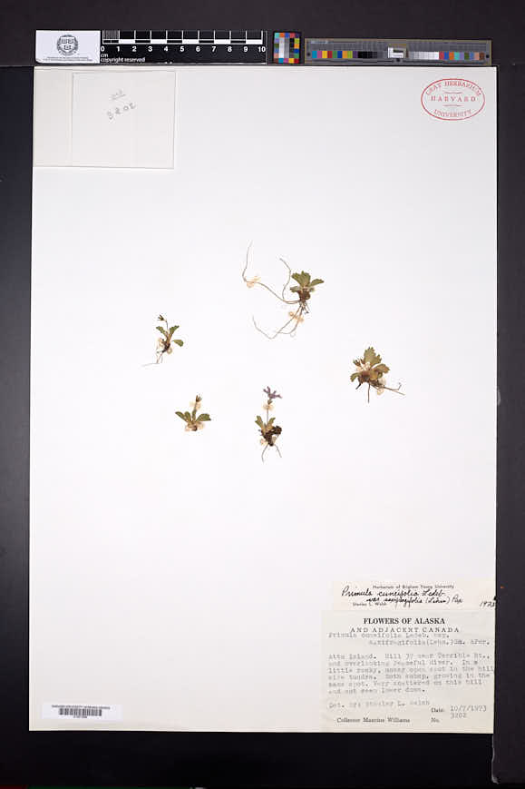 Primula cuneifolia image