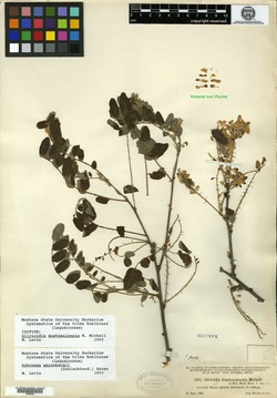 Image of Gliricidia guatemalensis