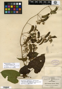 Cynanchum jaliscanum image