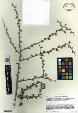 Prunus eremophila image