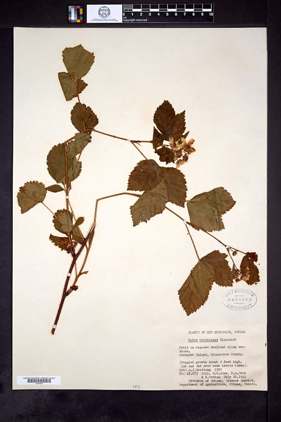 Rubus groutianus image