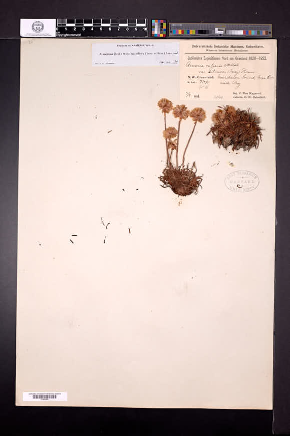 Armeria maritima subsp. sibirica image