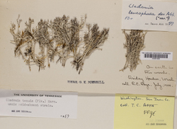 Cladonia tenuis image