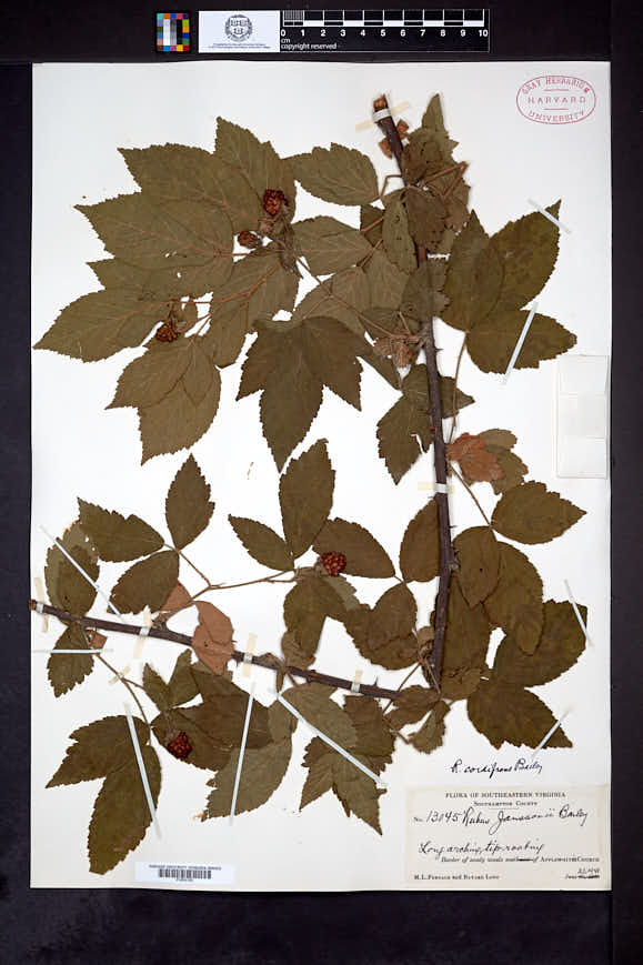 Rubus cordifrons image