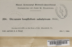 Paraleucobryum longifolium image