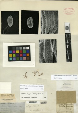 Image of Tillaea drummondii