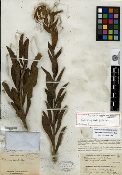Image of Lithospermum exsertum