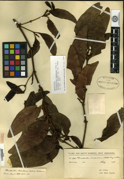 Image of Phoradendron barahonae