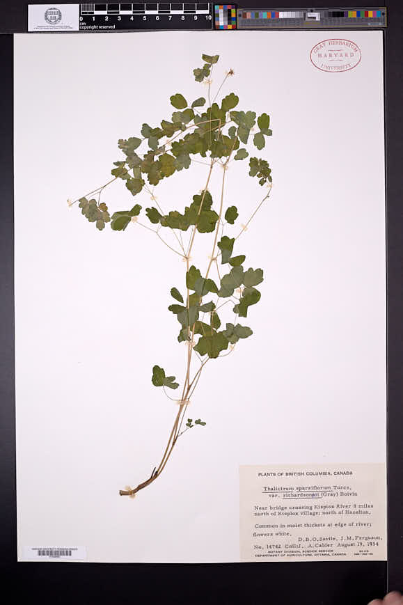 Thalictrum sparsiflorum var. richardsonii image