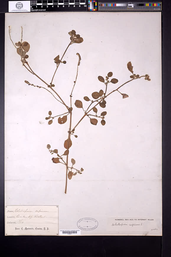 Heliotropium supinum image