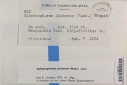 Sphaerophorus globosus image