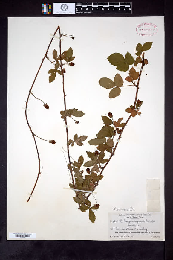 Rubus subinnoxius image