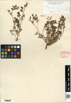 Image of Lotus cupreus