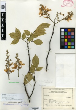 Lonchocarpus sinaloensis image