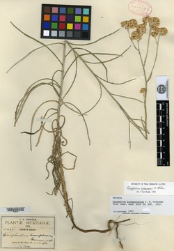 Image of Antennaria linearifolia