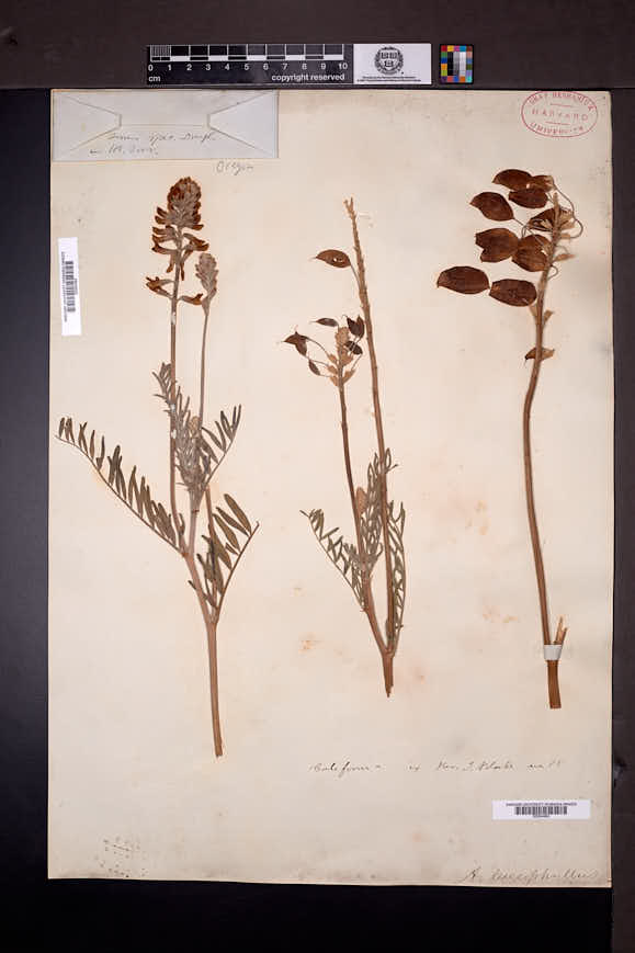 Astragalus asymmetricus image
