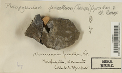 Placopyrenium fuscellum image