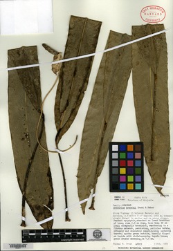 Image of Anthurium brenesii