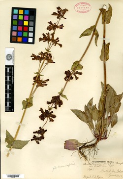 Penstemon ovatus var. pinetorum image