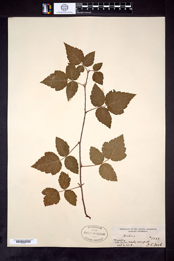 Rubus macropetalus image