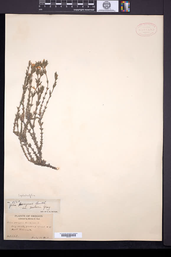 Linanthus pungens subsp. hookeri image
