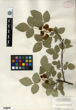Ptelea rhombifolia image