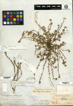 Image of Eritrichium cooperi