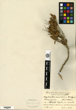 Image of Plinia ramosissima