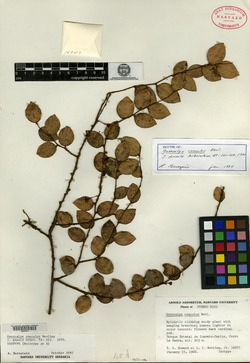 Image of Gonocalyx concolor