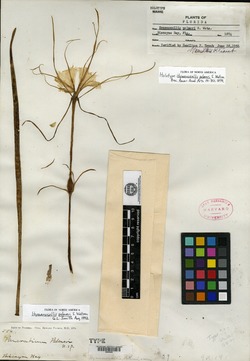 Image of Hymenocallis palmeri
