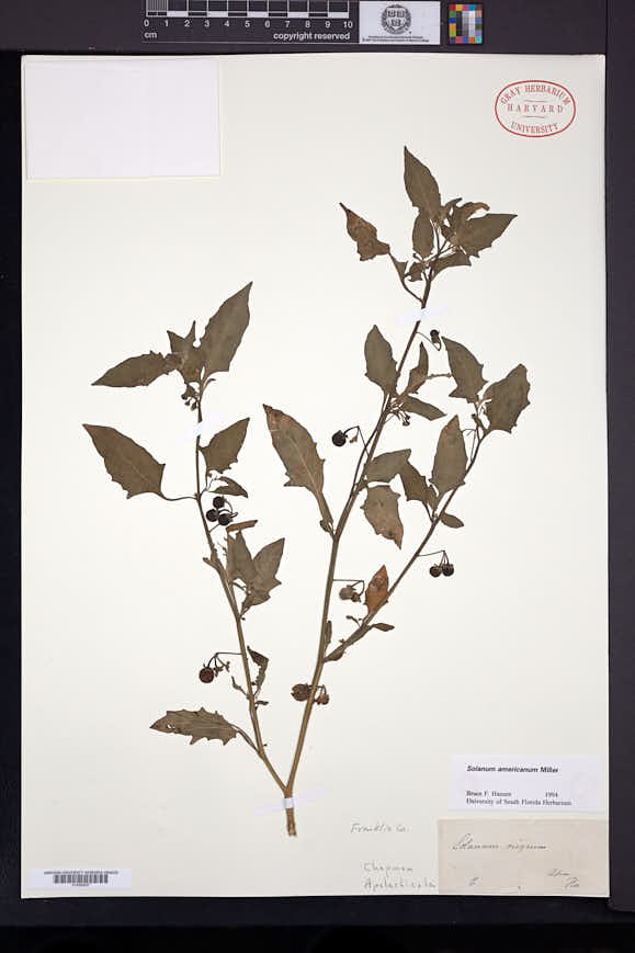Image of Solanum pseudogracile