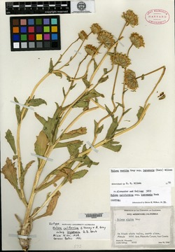 Hulsea vestita subsp. inyoensis image