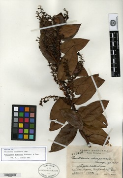Gaultheria acuminata image