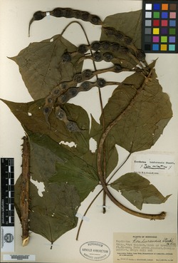 Image of Erythrina hondurensis