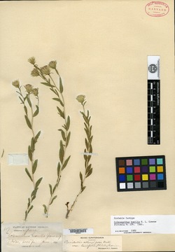 Image of Coleosanthus humilis