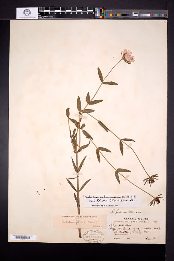Sabatia foliosa image