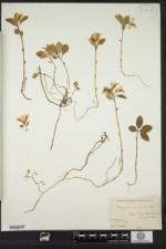 Polygaloides paucifolia image