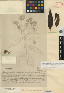 Image of Eupatorium albicaule