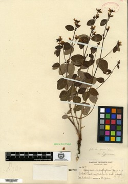 Image of Apocynum cardiophyllum