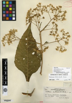 Image of Verbesina scabriuscula