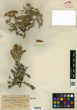 Image of Sophora purpusii