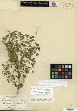 Image of Clinopodium mexicanum
