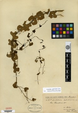 Image of Aristolochia leptosticta